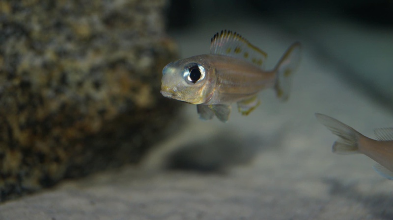 Xenotilapia ornatipinnis 'Burundi'